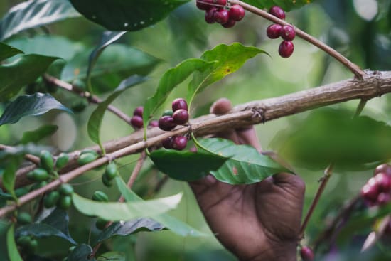 Papua New Guinea Kenta Coffee – Exotic Single-Origin Arabica | Butler Beans