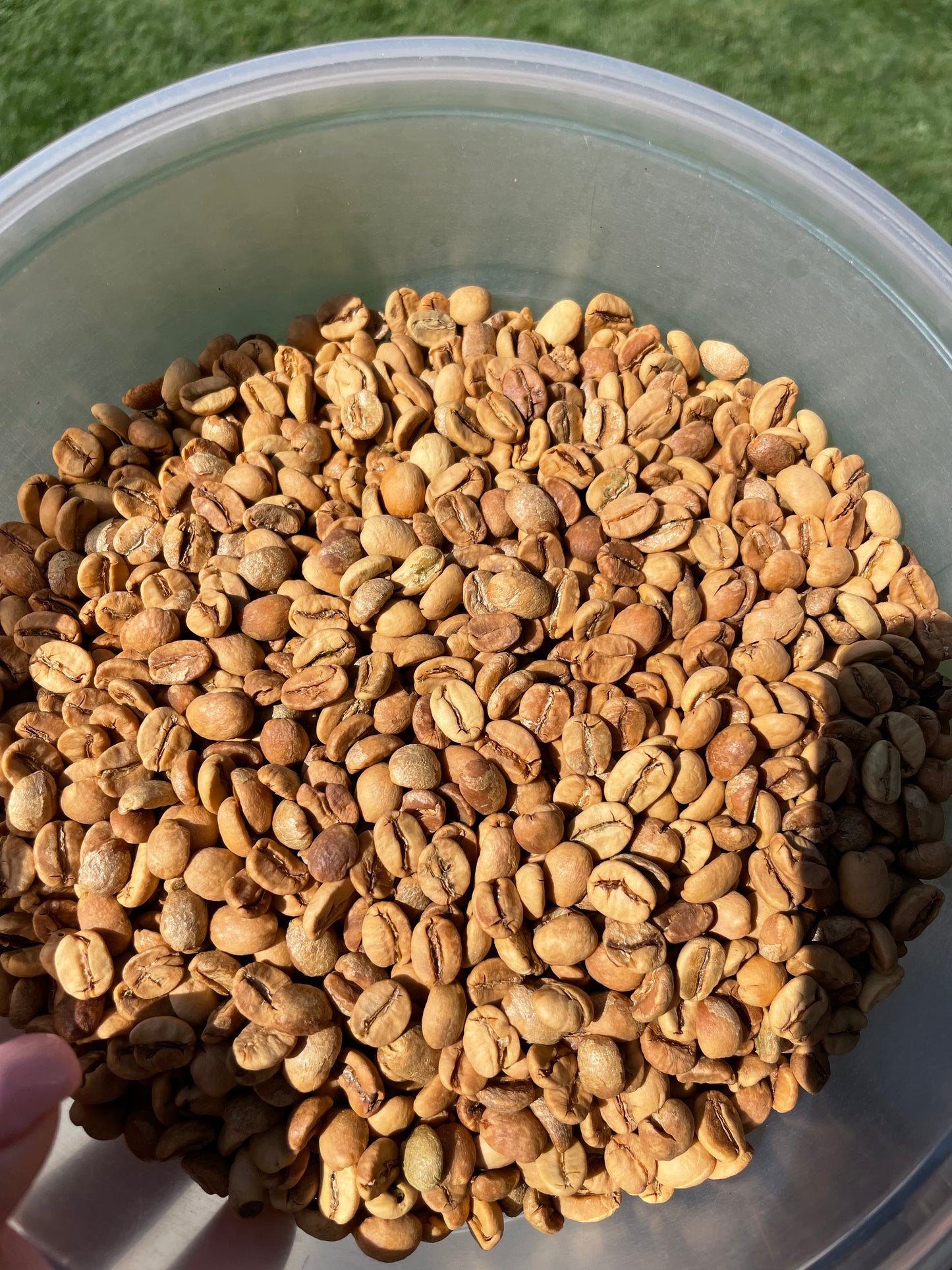 White Coffee – Smooth Extremely Light Roast with Nutty Flavor | Butler Beans