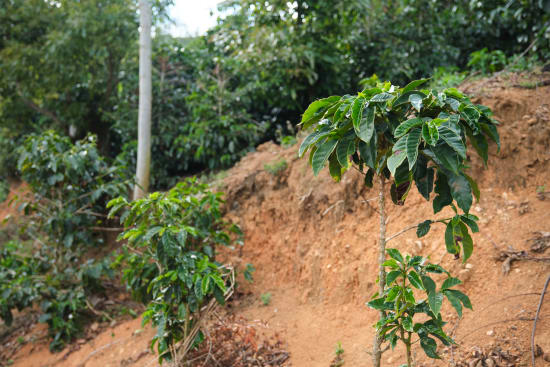 Costa Rica Café Vida Coffee – Bright, Clean, Fresh Roasted | Butler Beans