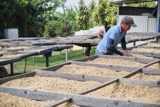Costa Rica Café Vida Coffee – Bright, Clean, Fresh Roasted | Butler Beans