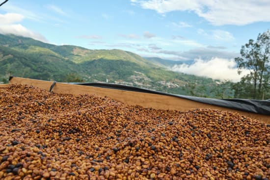Costa Rica Café Vida Coffee – Bright, Clean, Fresh Roasted | Butler Beans